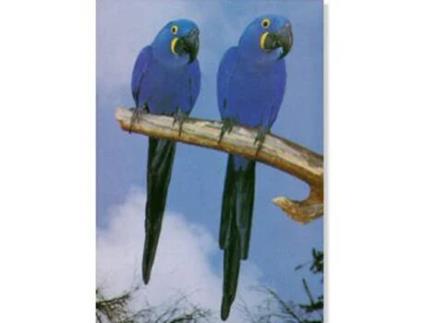 Poster Araras Violeta Jacinta