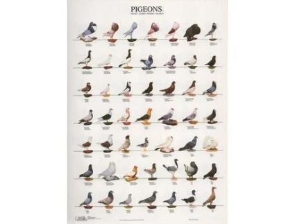 Poster Pombos 1 Laminado A4