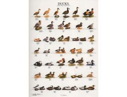 Poster Patos 1 Ducks 1