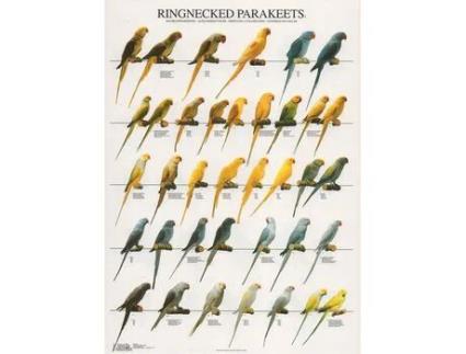 Poster Periquitos Alexandre Halsbandparkieten