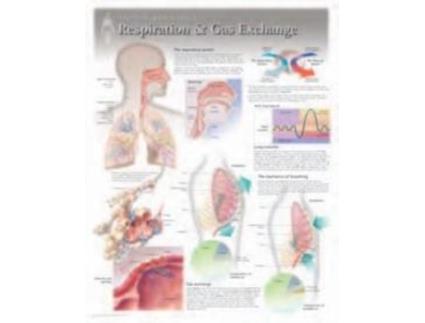 Livro Respiration Amp Gas Exchange Laminated Poster De Scientific Publishing (inglês)