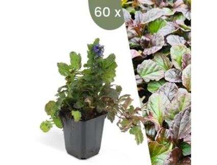 | 60 Plantas De Günsel | Ajuga Reptans | Cobertura Do Solo Resistente | Perenes Resistentes | Plantas De Jardim Resistentes Plants By Frank