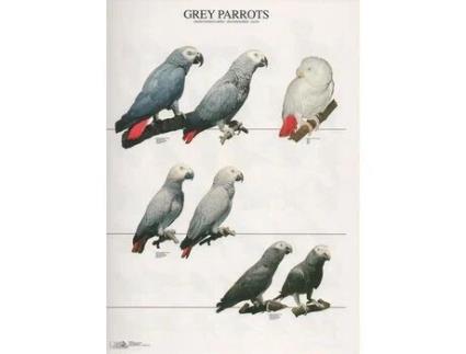 Poster Papagaios Cinzentos Grey Parrots