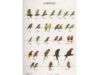 Poster Lories 3 Laminado A4