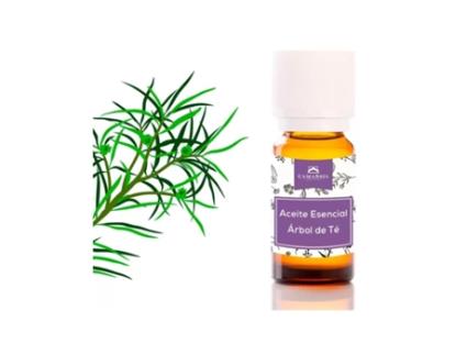 Óleo Essencial de Tea Tree (Melaleuca Alternifolia), Camassia