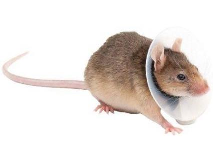 Construção para Roedores 