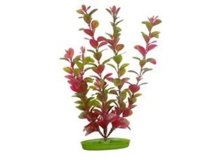 Aquascaper Pequeno Ludwigia 