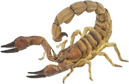 Figura  Escorpião