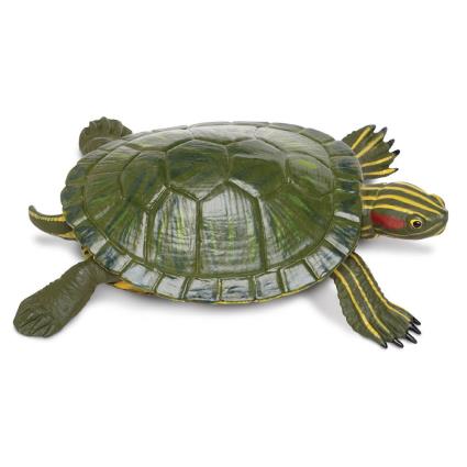 Safari Ltd Tartaruga-de-ouvido-vermelho From 3 Years Green