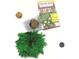 Rosa de Jericó GOOFLIVINGDECOR (8 cm)