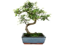 Bonsai LUSO BONSAI Ulmeiro