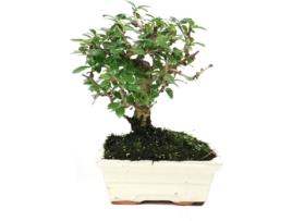 Bonsai LUSO BONSAI Carmona