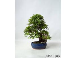 Sageretia Bonsai LUSO-BONSAI  de 7 anos com Rocha