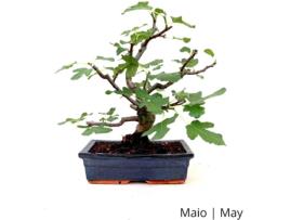 Figueira Bonsai LUSO-BONSAI  de 17 anos