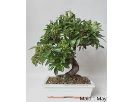 Pyracanta Bonsai LUSO-BONSAI  de 12 anos