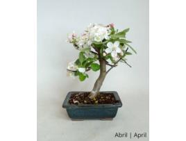 Macieira Bonsai LUSO-BONSAI  de 7 anos