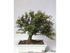 Cotoneaster Bonsai LUSO-BONSAI  de 12 anos