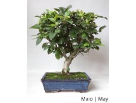 Macieira Bonsai LUSO-BONSAI  de 12 anos