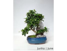 Carmona Bonsai LUSO-BONSAI  de 9 anos