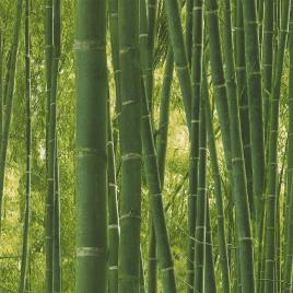 Papel de parede BAMBU VERDE