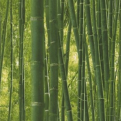 Papel de parede BAMBU VERDE