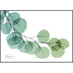 Quadro com imagem FLORES VERDE