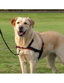 Peitoral Para Cães Walk Soft S-m