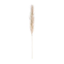 La Redoute Interieurs Erva-das pampas, Kenia