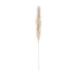 La Redoute Interieurs Erva-das pampas, Kenia
