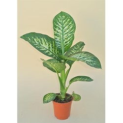 Dieffenbachia LEMON TROPIC V17