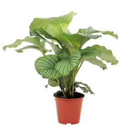 Bioma Plants Planta Calathea orbifolia, BIOMA