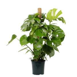 Bioma Plants Planta Monstera deliciosa, BIOMA