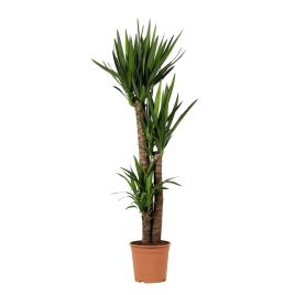 Bioma Plants Planta Yucca gigante, BIOMA