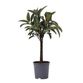 Bioma Plants Planta Ficus elastica melany, BIOMA