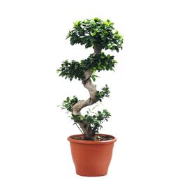 Bioma Plants Planta Bonsai ficus ginseng, BIOMA