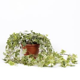 Bioma Plants Planta Hera goldchild, BIOMA