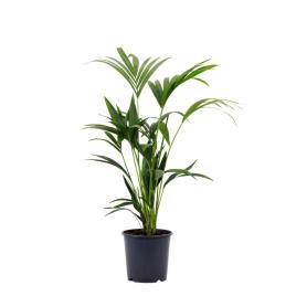 Bioma Plants Planta Palmeira kentia, BIOMA