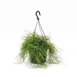 Bioma Plants Planta Rhipsalis baccifera oasis, BIOMA