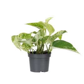 Bioma Plants Planta Scindapsus marble queen, BIOMA