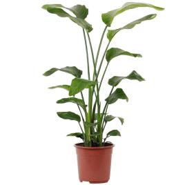 Bioma Plants Planta Strelitzia Nicolai, BIOMA