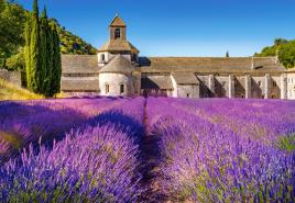 CASTORLAND LAVENDER FIELD IN PROVENCE, FRANCE 100.