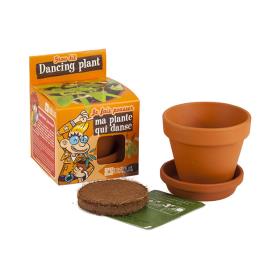 Kit de cultivo planta dançarina