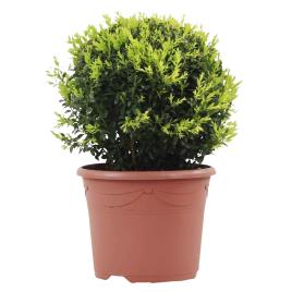 Bioma Plants Planta Arbusto Bola, BIOMA