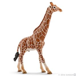 Girafa, macho