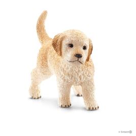 Golden Retriever, cria
