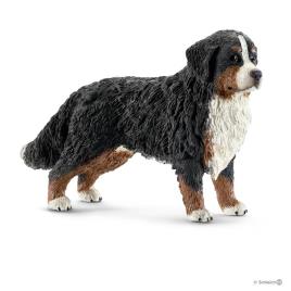 Bernese Montanha, fêmea