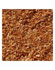 Grammarus Limpo e Calibrado 1 Kg