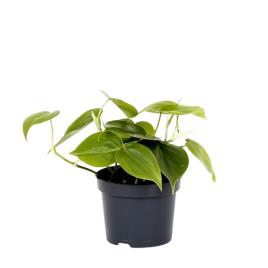Bioma Plants Planta Philodendron Scandens, BIOMA