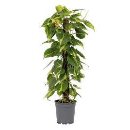 Bioma Plants Planta Philodendron Brasil, BIOMA