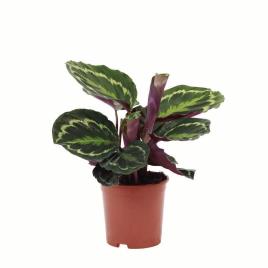Bioma Plants Planta Calathea Medallion, BIOMA